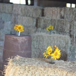 Farm Party!