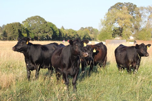 Pastured Angus at Provenance Farm