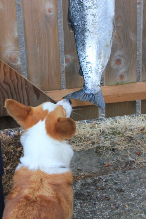 pocket_coho