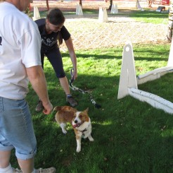 Flyball2