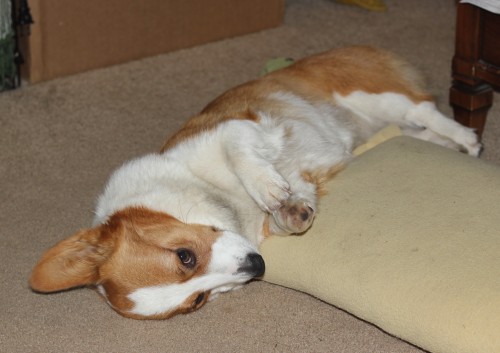 Pocket corgi