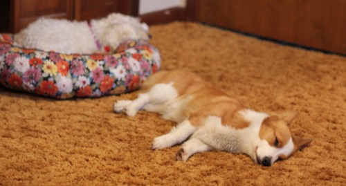 Sleep over!