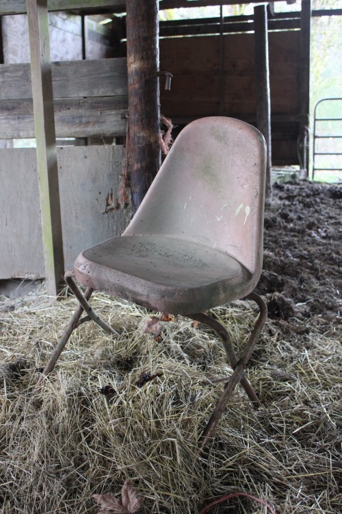 School turned milking chair