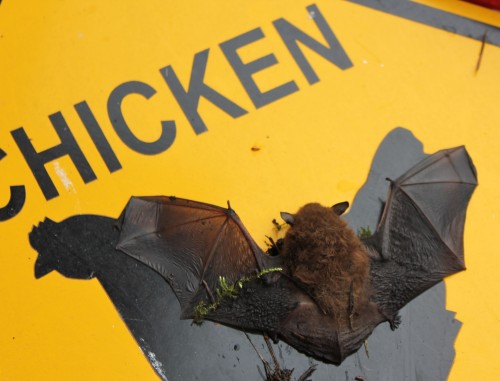 Bat Crossing | Pocket Pause