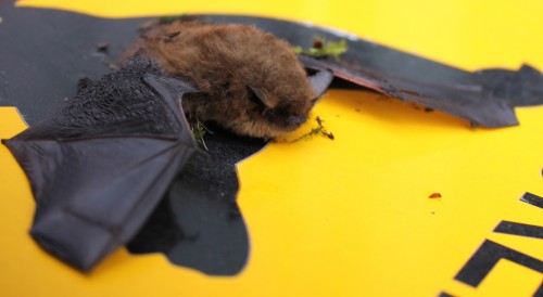 Bat in Western Oregon