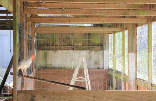 Chickens in the Rabbitry