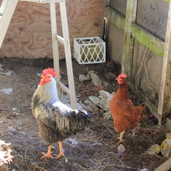 Cuckoo Roo and his Ladies