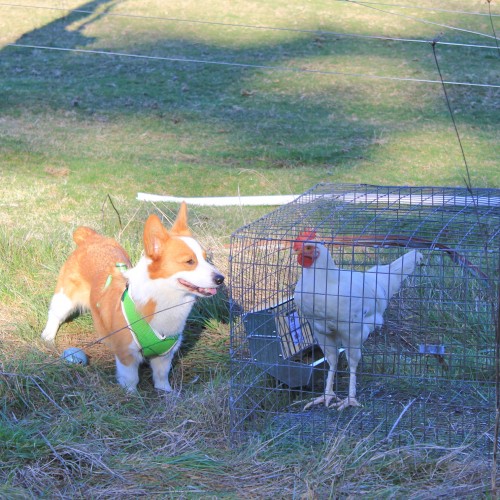 Pocket and her Chicken