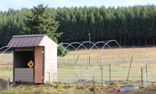 Our Chicken Run