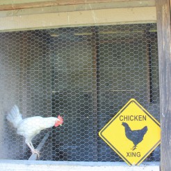 Chicken Crossing