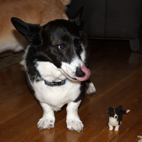 Betty Hopeman and her Fiber Friend #corgi #cardigan