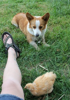 Corgis and Chicks - Pocket and her Buff Orpington, Belina