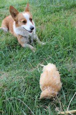 Corgis and Chicks - Pocket and her Buff Orpington, Belina