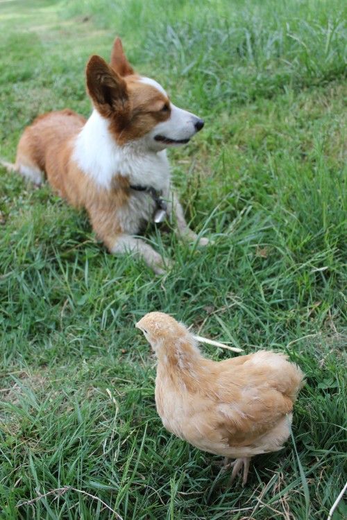 Corgis and Chicks - Pocket and her Buff Orpington, Belina