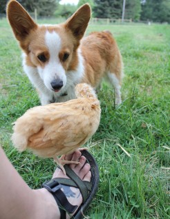 Corgis and Chicks - Pocket and her Buff Orpington, Belina