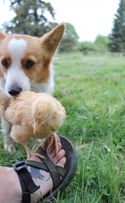 Corgis and Chicks - Pocket and her Buff Orpington, Belina