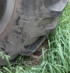 The Family Tractor - Tiny Bird Nest