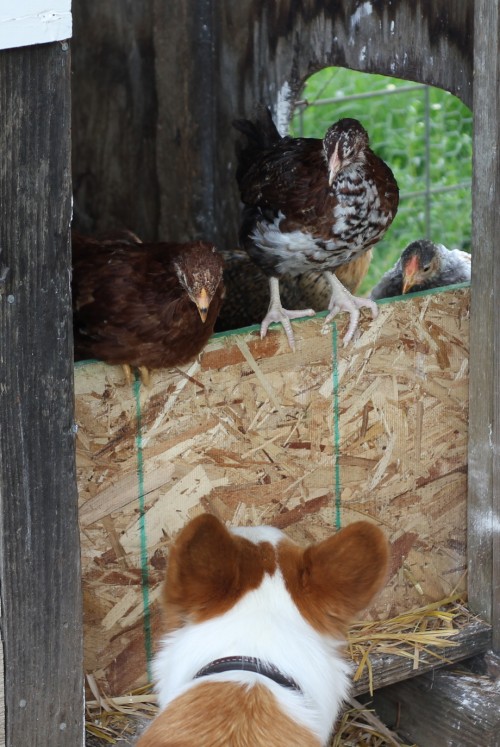 Chickens and a #Corgi