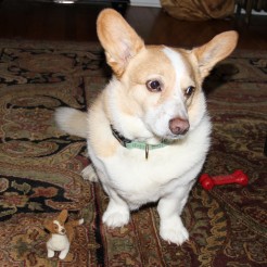 Kirby and his Fiber Friend #corgi