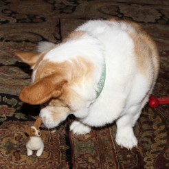 Kirby Hopeman and his Fiber Friend #corgi